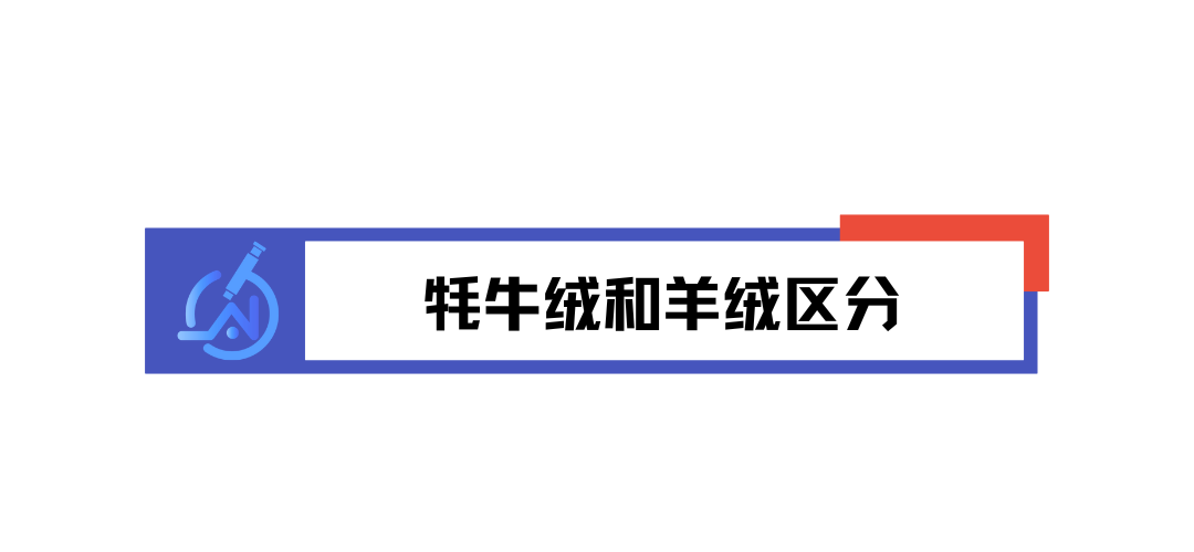 微观视角看纤维：牦牛绒和羊绒区分