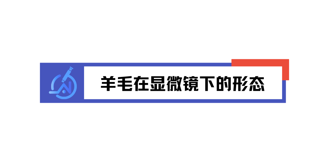 微观视角看纤维：羊毛