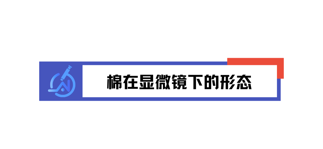 微观视角看纤维：棉