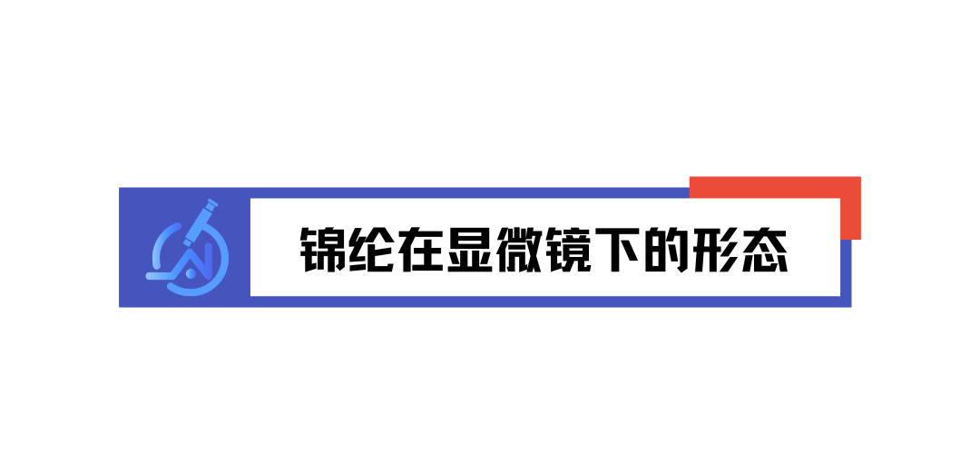 微观视角看纤维：锦纶