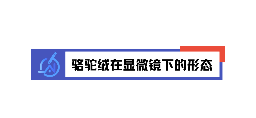 微观视角看纤维：骆驼绒