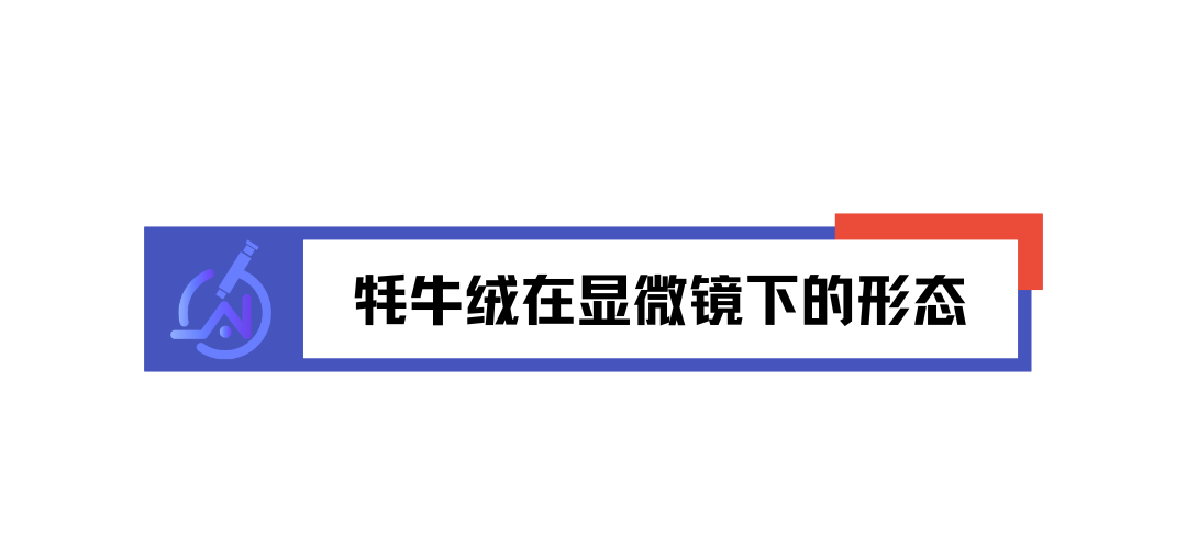 微观视角看纤维：牦牛绒